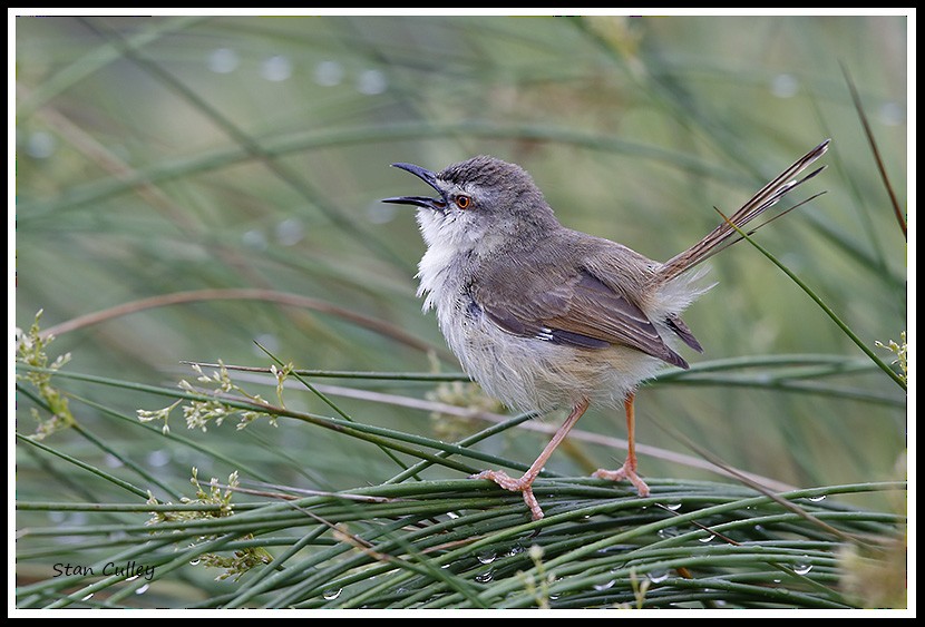 Tawny-flanked Prinia - Stan  Culley