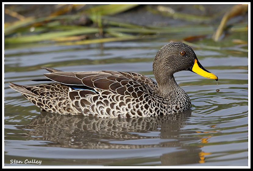 Yellow-billed Duck - Stan  Culley