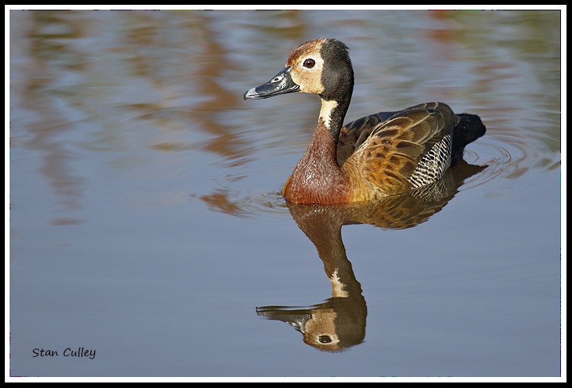 White-faced Whistling-Duck - Stan  Culley
