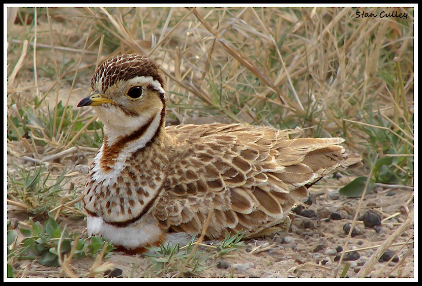 Three-banded Courser - ML204756711