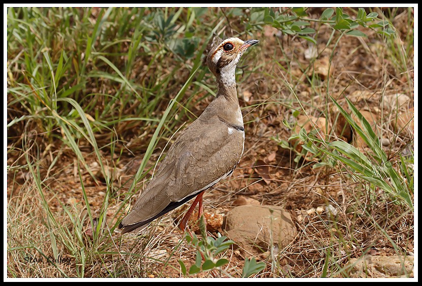 Bronze-winged Courser - Stan  Culley