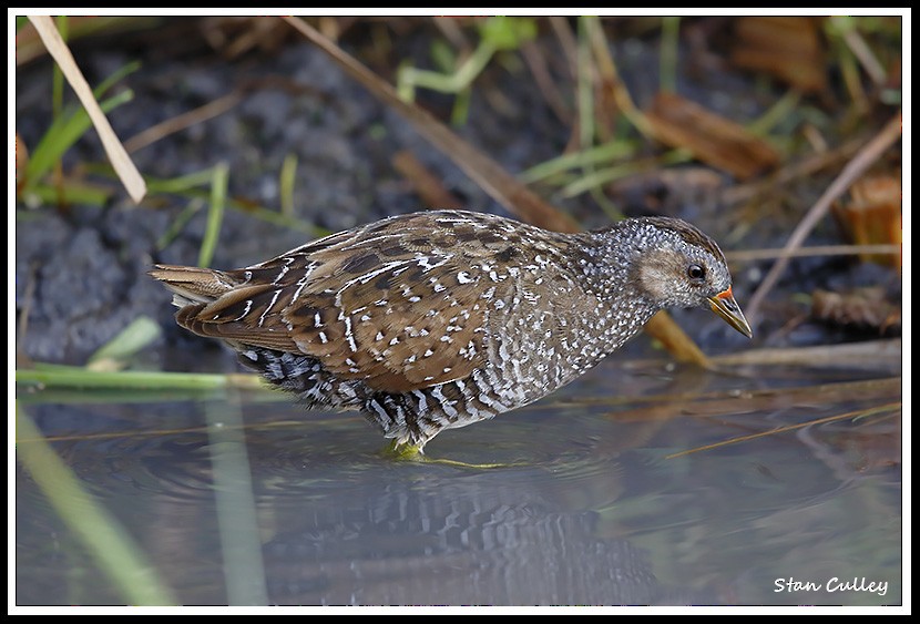 Spotted Crake - Stan  Culley
