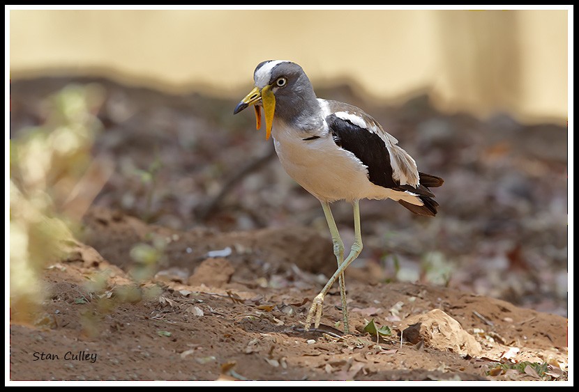 White-crowned Lapwing - Stan  Culley