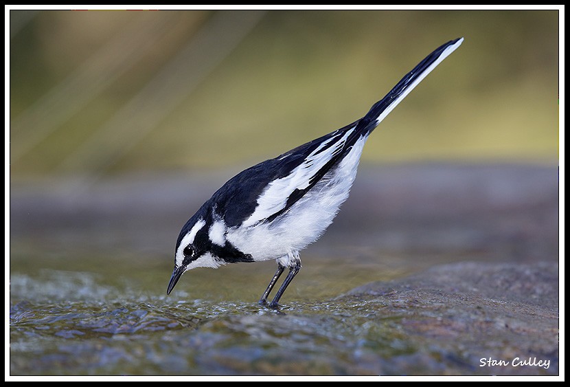 African Pied Wagtail - Stan  Culley