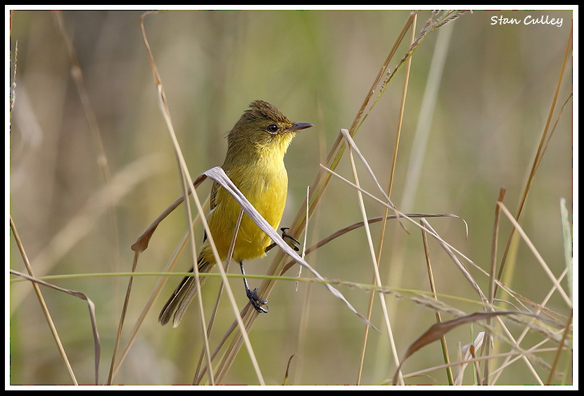 African Yellow-Warbler - ML204756801