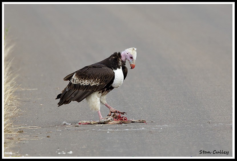 White-headed Vulture - Stan  Culley