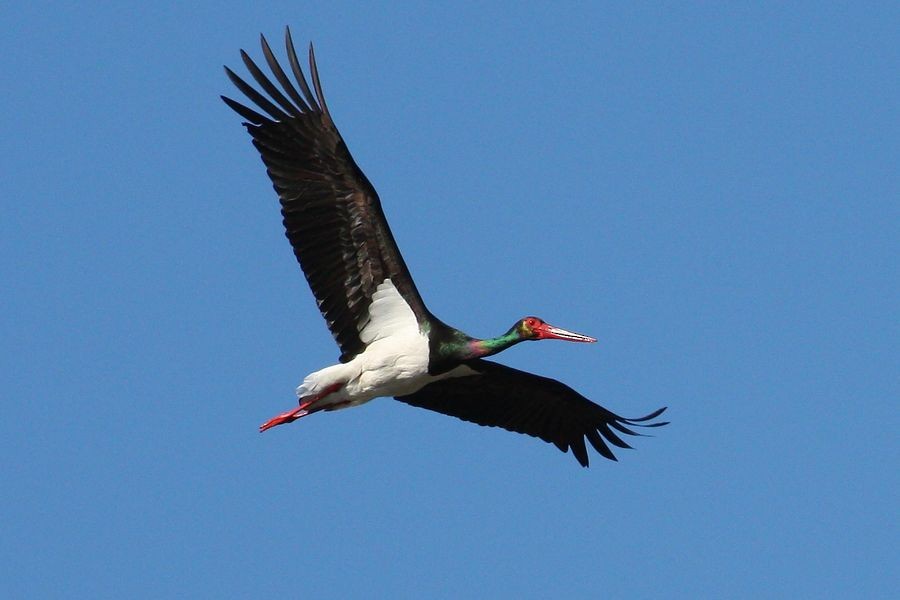Black Stork - Sergey Shursha