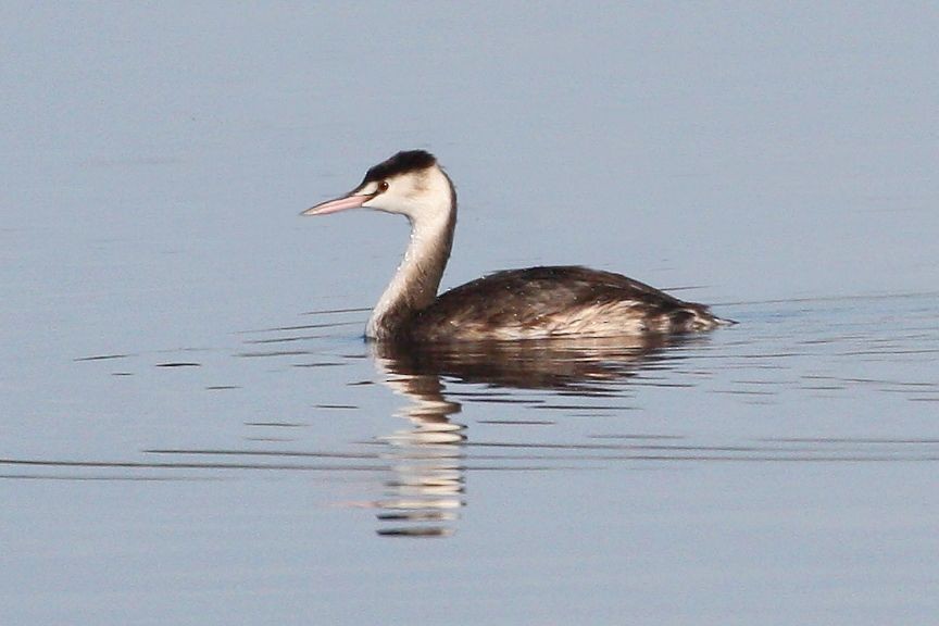 Great Crested Grebe - ML204756871