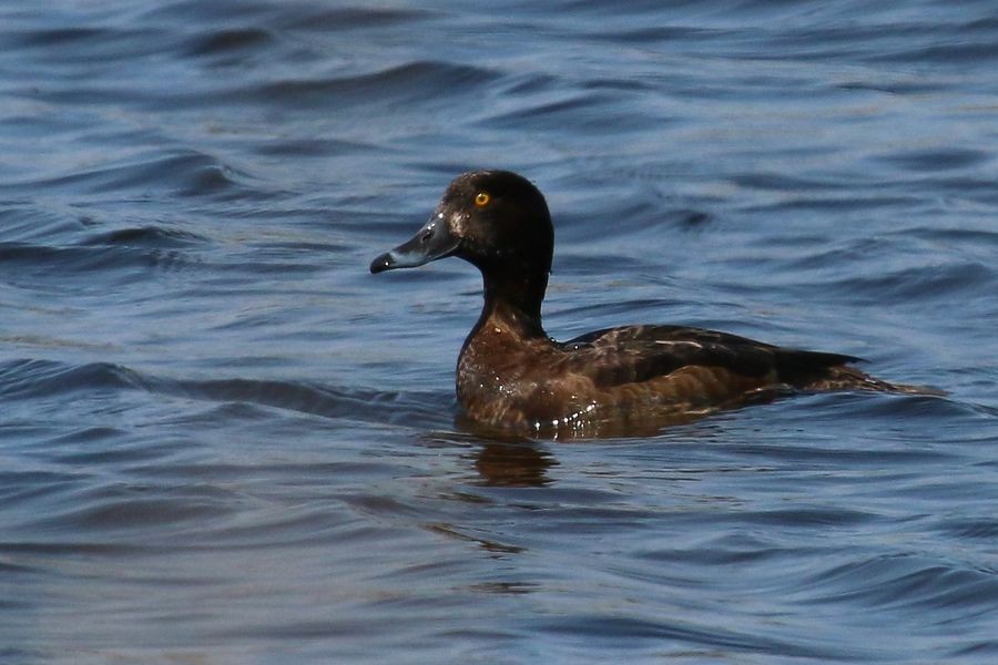 Tufted Duck - ML204756891