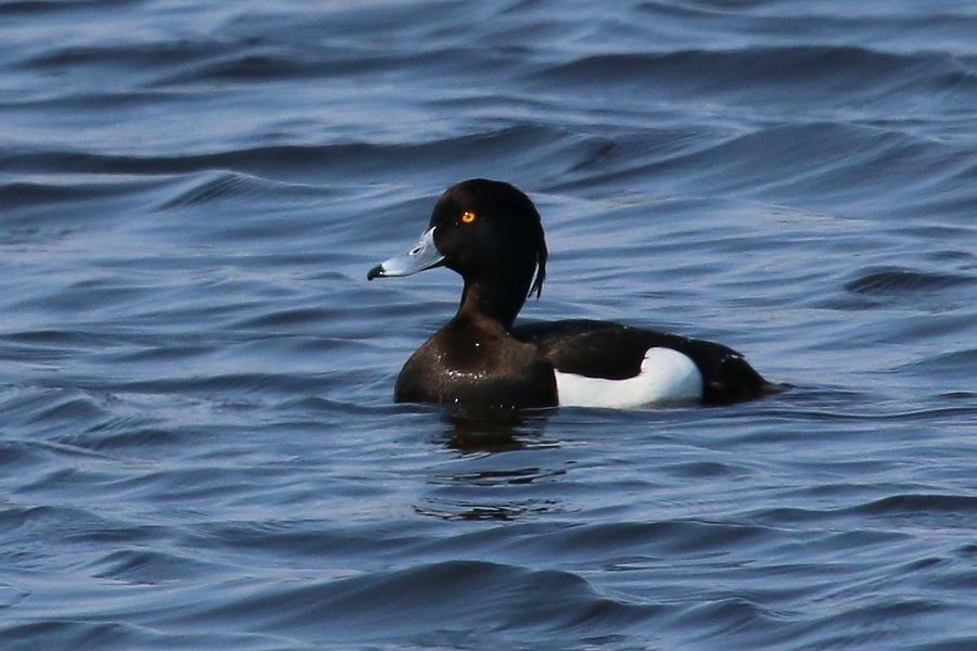 Tufted Duck - ML204756901
