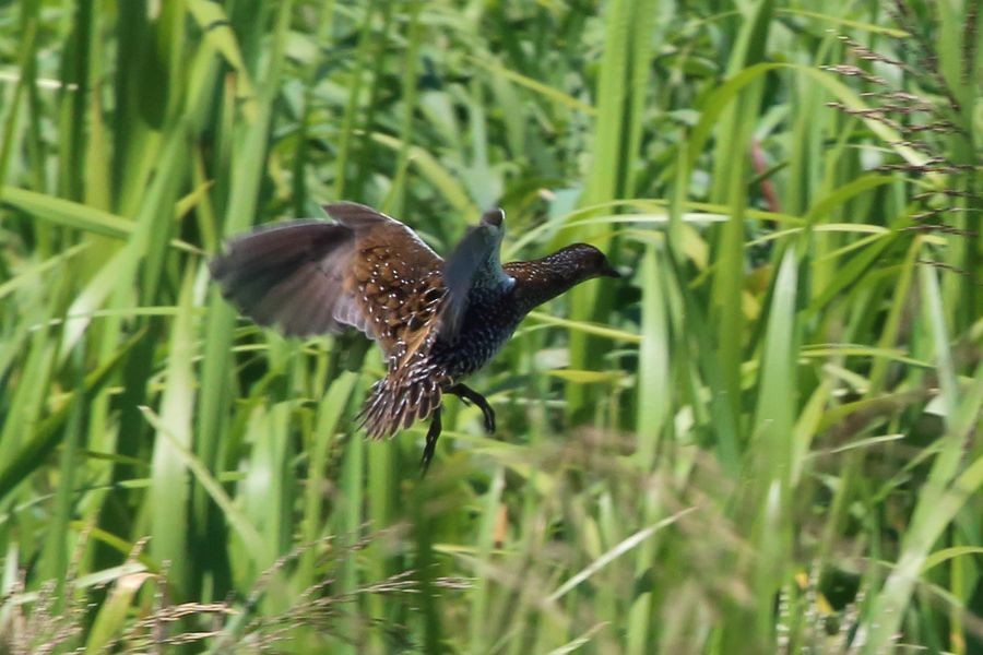 Spotted Crake - ML204757031