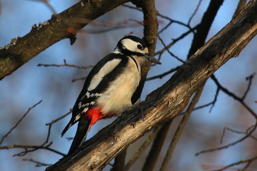 Great Spotted Woodpecker (Great Spotted) - ML204757101