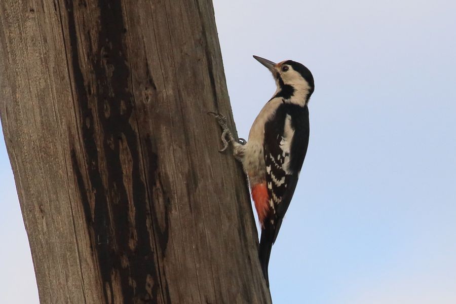 Syrian Woodpecker - ML204757141