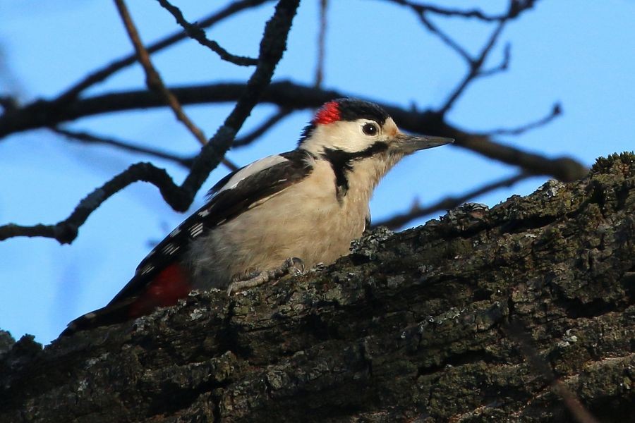 Syrian Woodpecker - Sergey Shursha