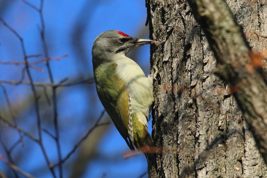 Gray-headed Woodpecker (Gray-headed) - Sergey Shursha