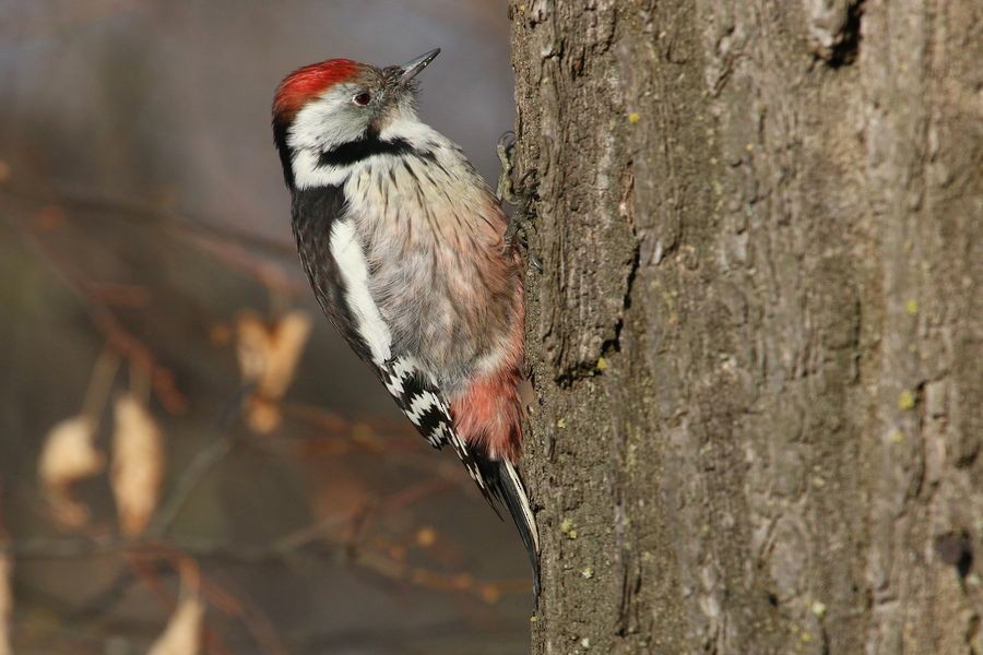 Middle Spotted Woodpecker - ML204757191