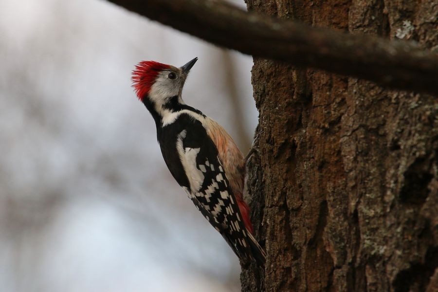 Middle Spotted Woodpecker - ML204757201