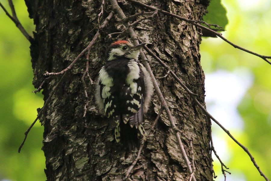 Middle Spotted Woodpecker - Sergey Shursha