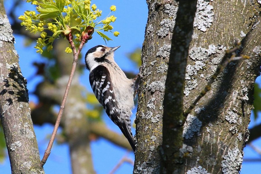 Lesser Spotted Woodpecker - Sergey Shursha