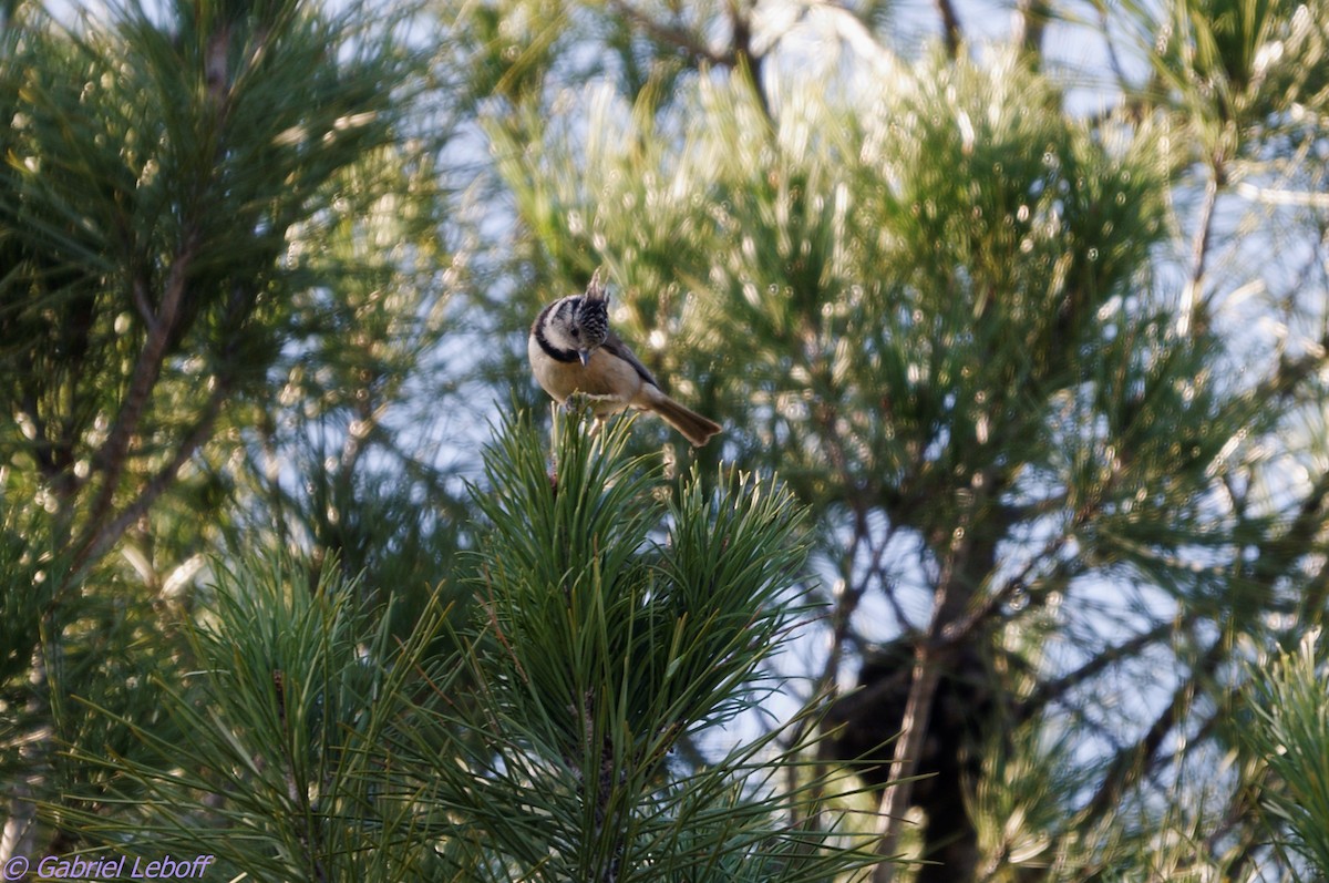 Crested Tit - ML204757501