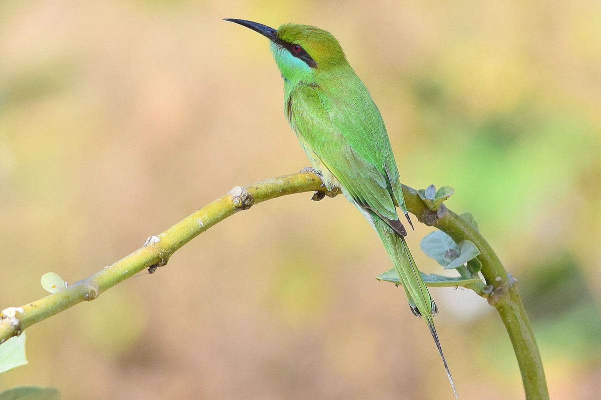 Asian Green Bee-eater - Mayur Patel