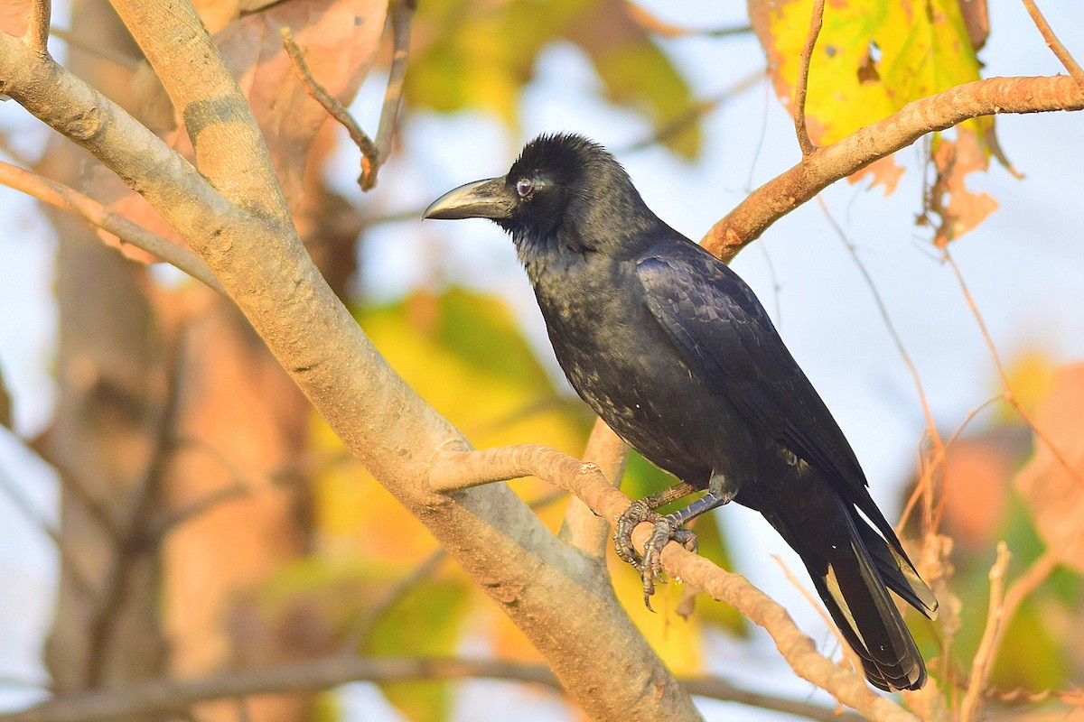 Large-billed Crow - Mayur Patel