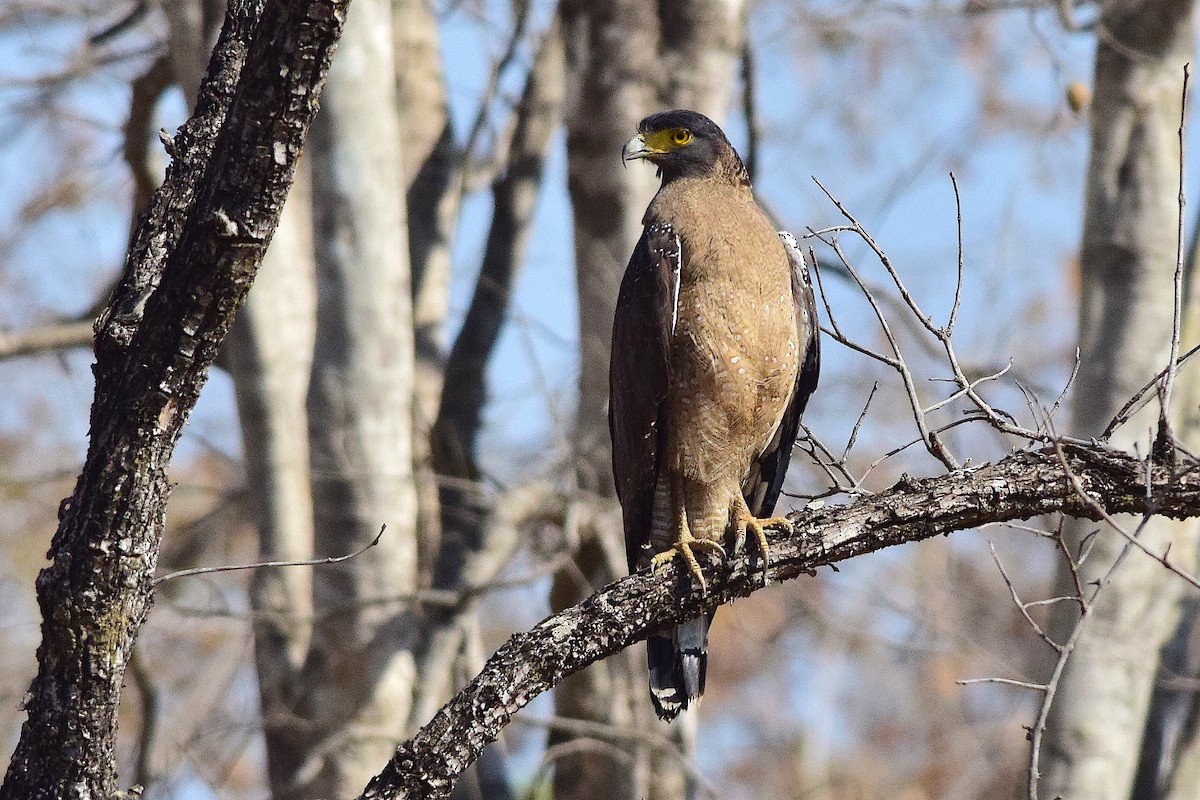 Crested Serpent-Eagle - ML204758091