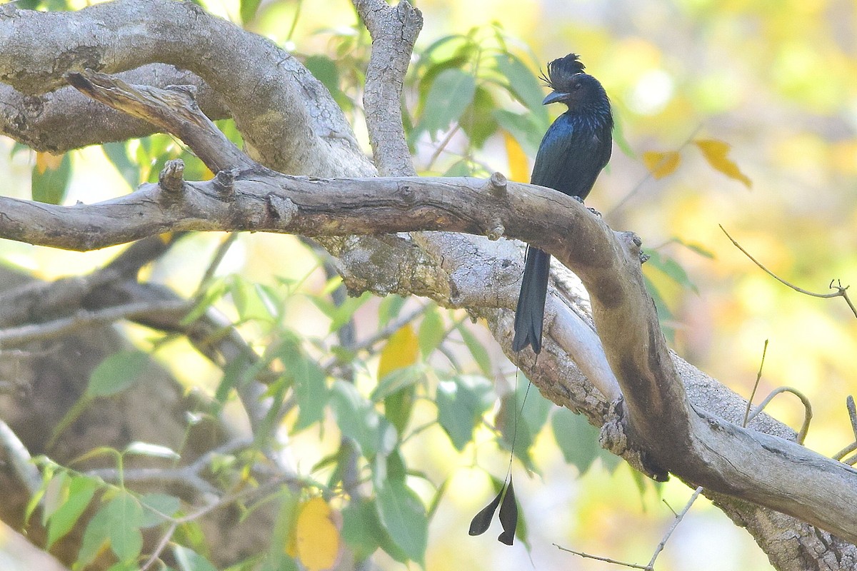 Greater Racket-tailed Drongo - ML204758181