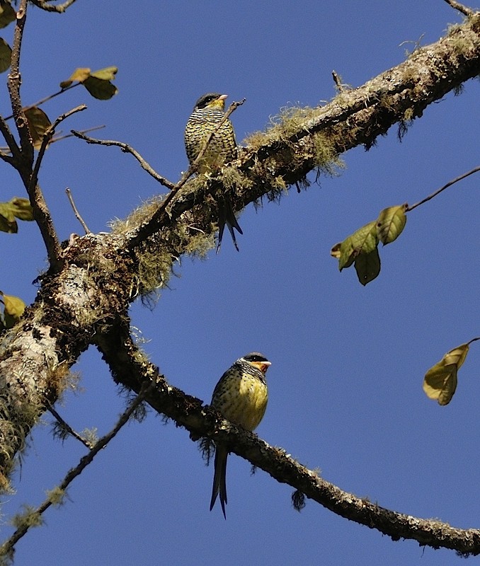 Swallow-tailed Cotinga (Swallow-tailed) - Tomáš Grim