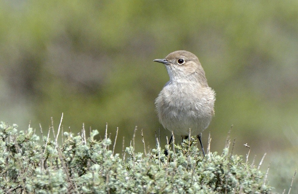 Sickle-winged Chat - ML204758621