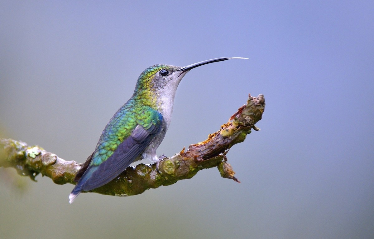 kolibřík vidloocasý - ML204758841