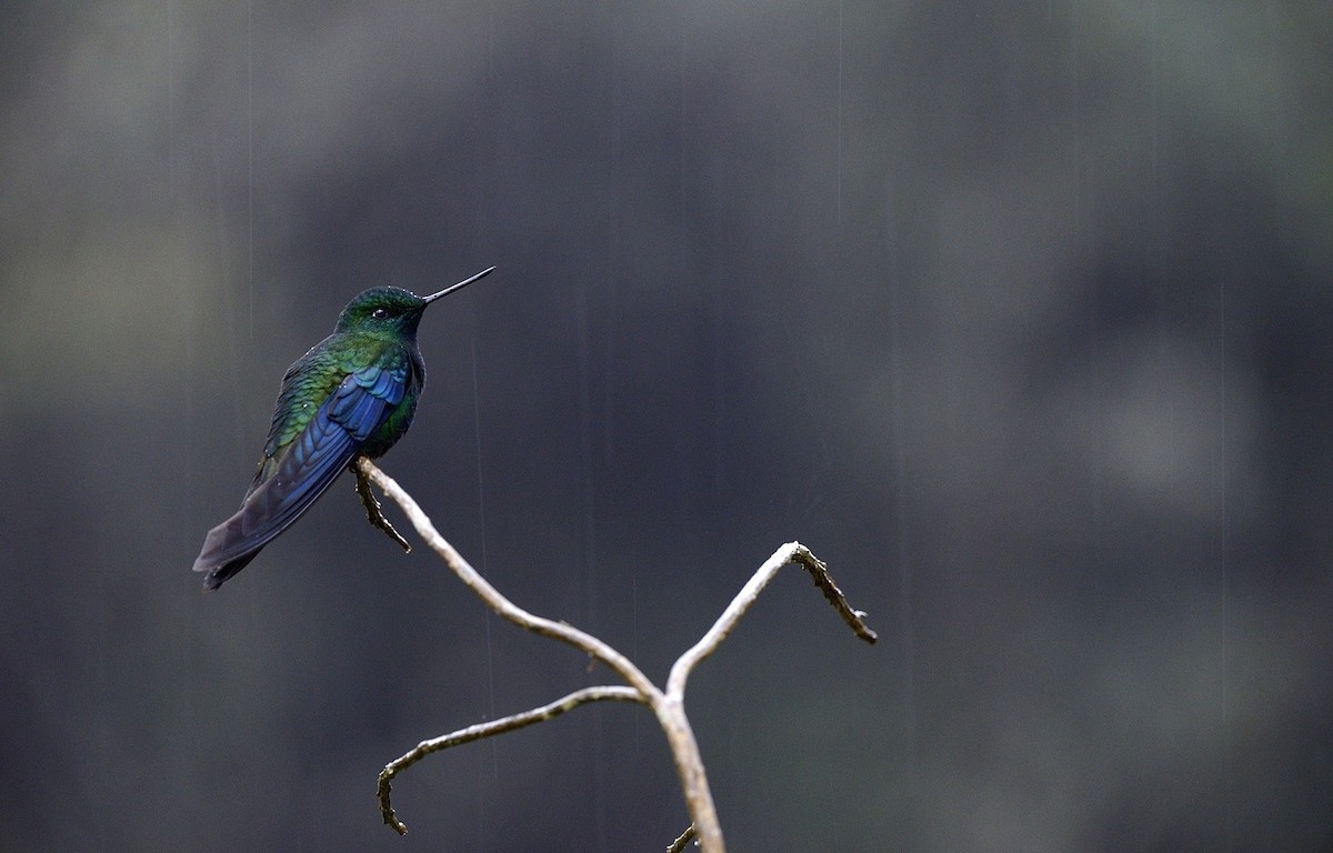 kolibřík modrokřídlý - ML204758851