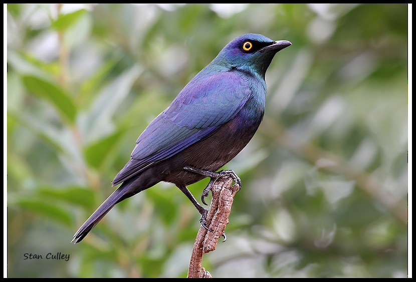 Black-bellied Starling - Stan  Culley