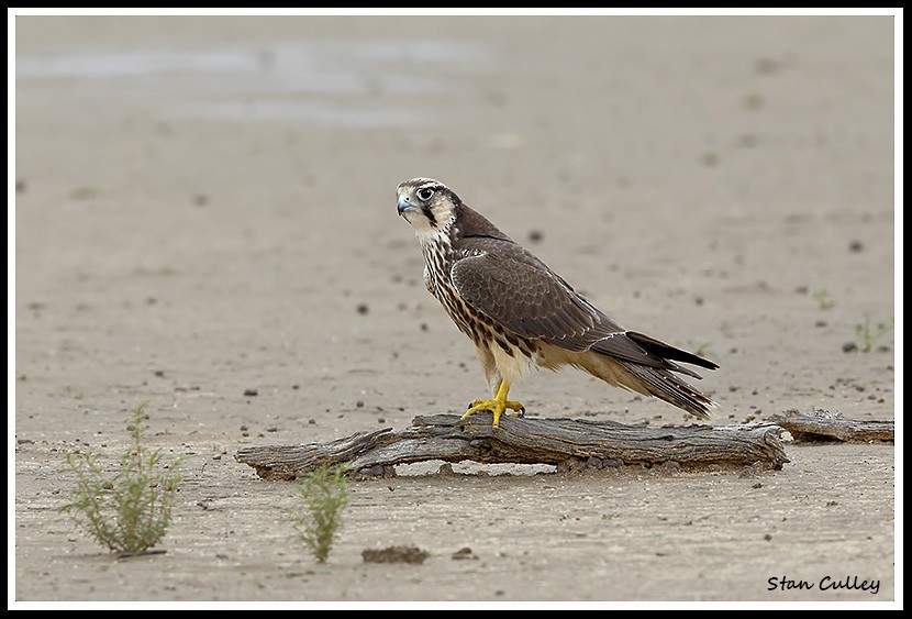 Lanner Falcon - Stan  Culley