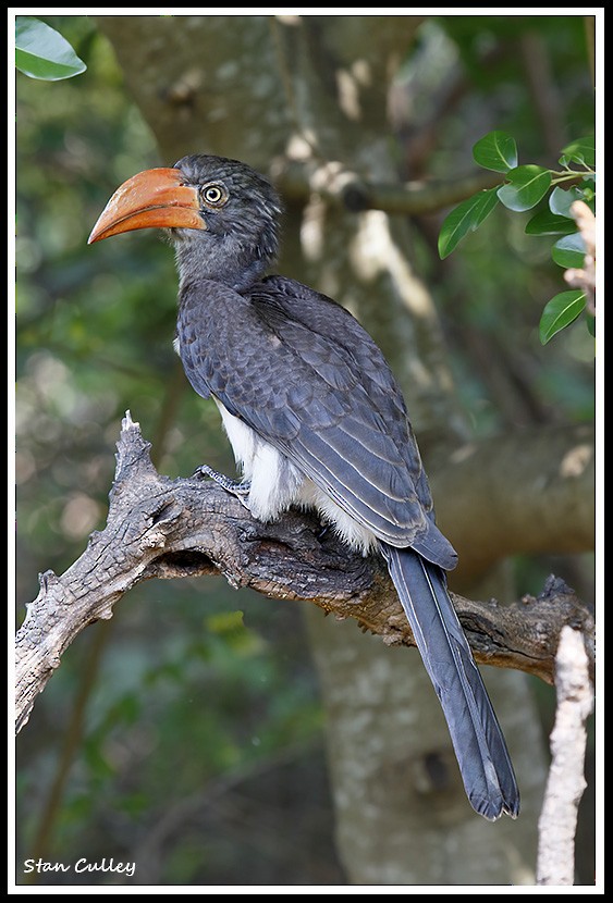 Crowned Hornbill - Stan  Culley