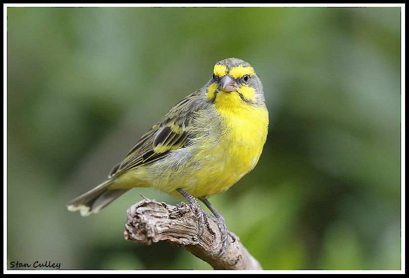 Yellow-fronted Canary - ML204759071