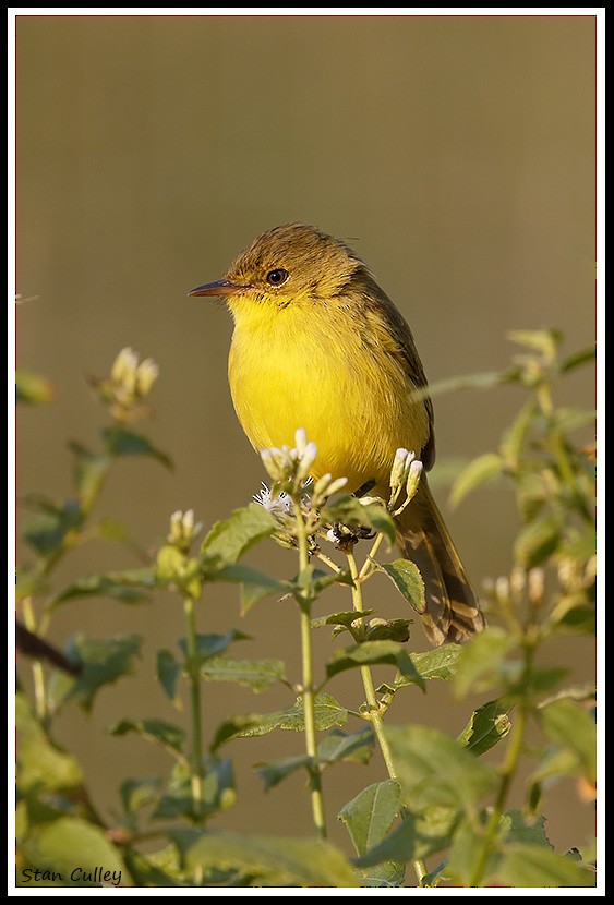 African Yellow-Warbler - Stan  Culley