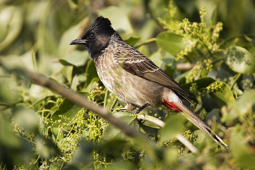 Red-vented Bulbul - ML204759191