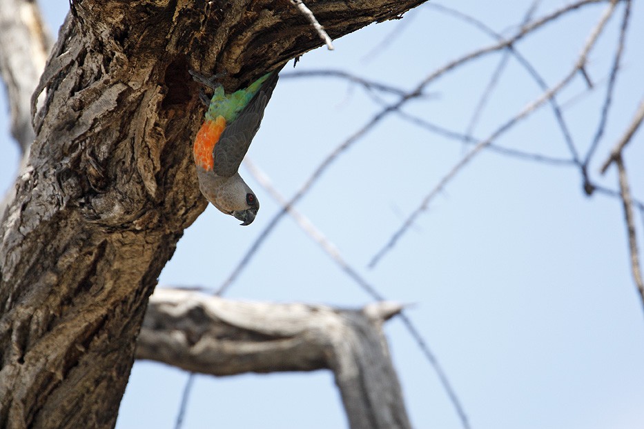 Red-bellied Parrot - ML204759281