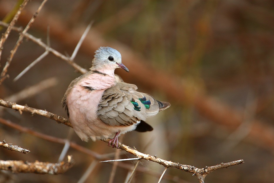 Emerald-spotted Wood-Dove - ML204759301