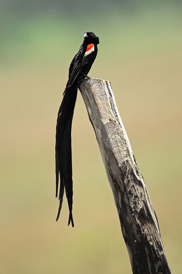 Long-tailed Widowbird - ML204759391