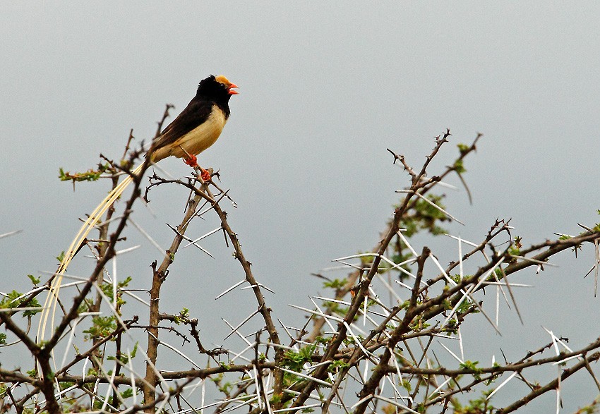Straw-tailed Whydah - ML204759421
