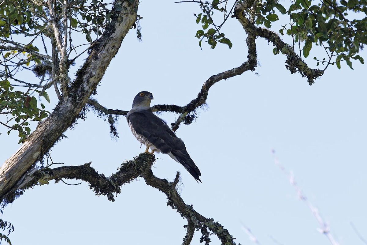 African Cuckoo-Hawk - ML204759441