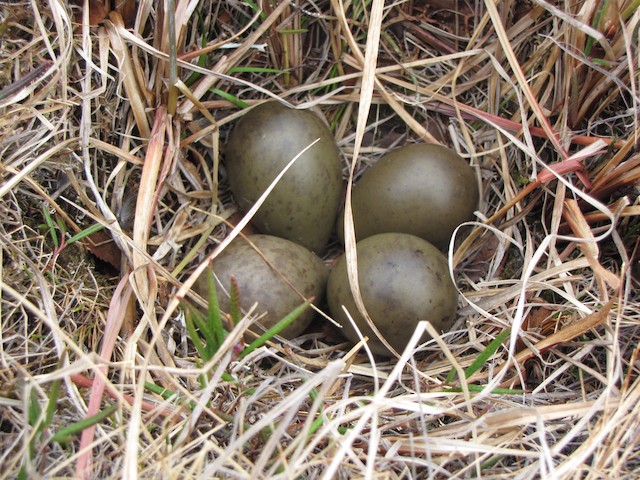 Eggs. - Hudsonian Godwit - 