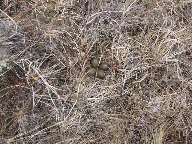 Nest with four eggs. - Hudsonian Godwit - 