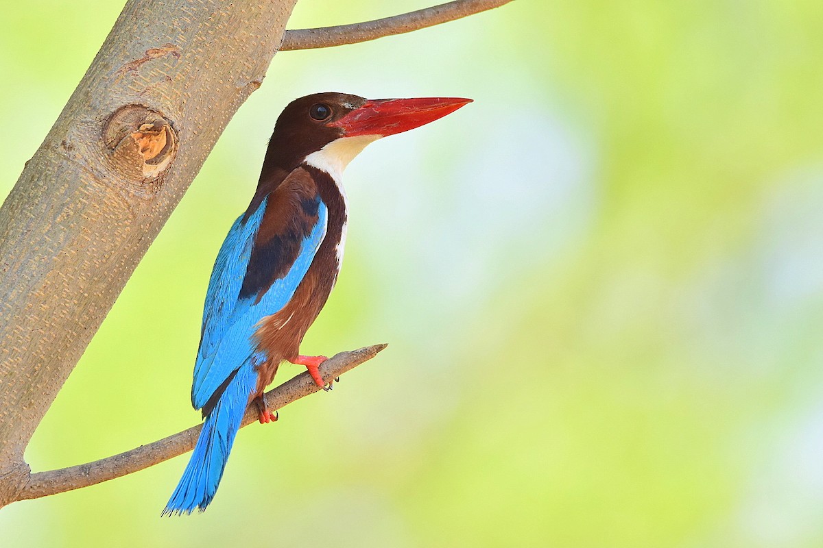 White-throated Kingfisher - Mayur Patel
