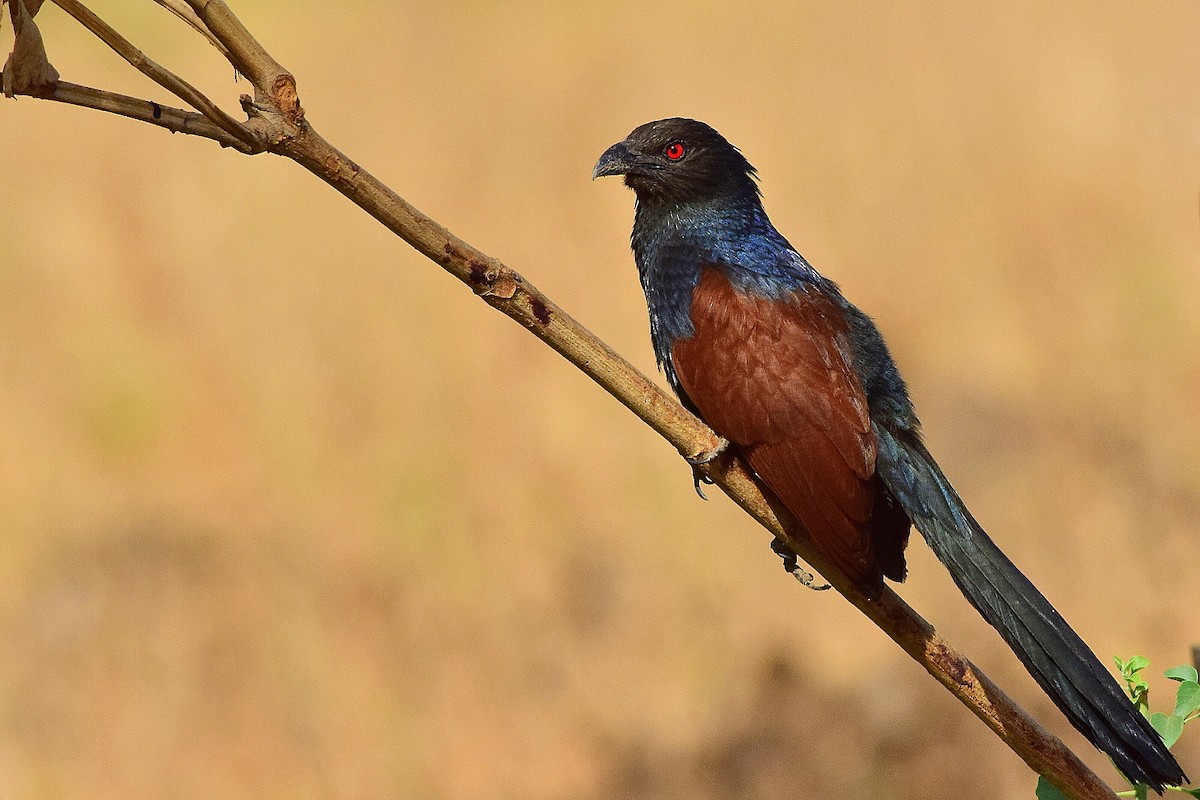 Greater Coucal - Mayur Patel