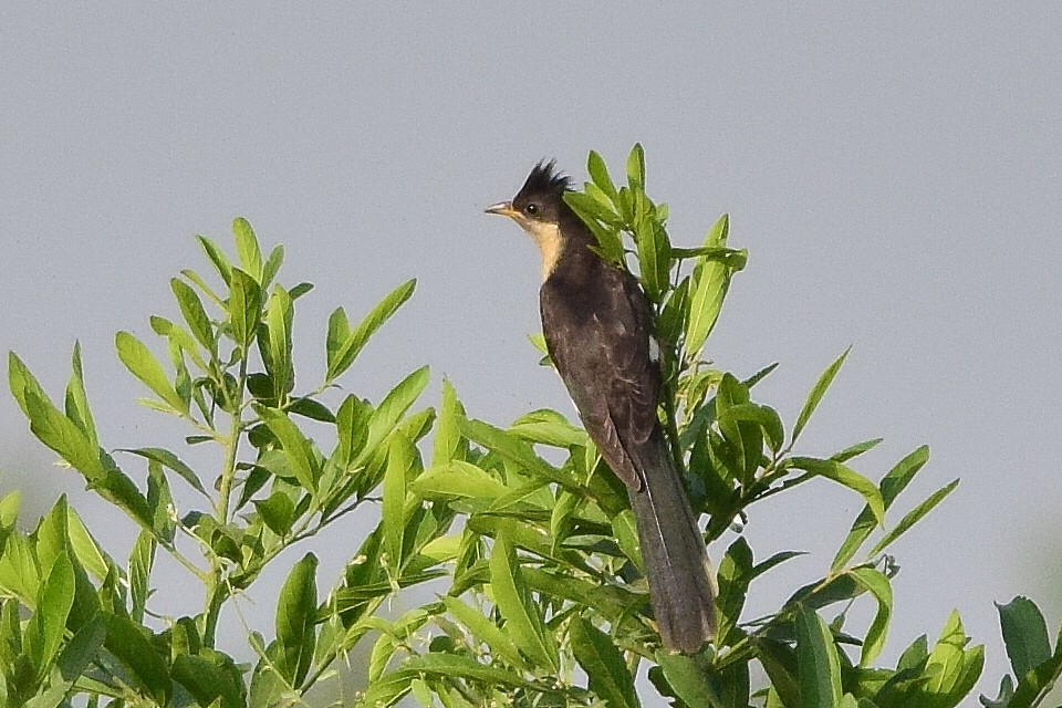 Pied Cuckoo - Mayur Patel