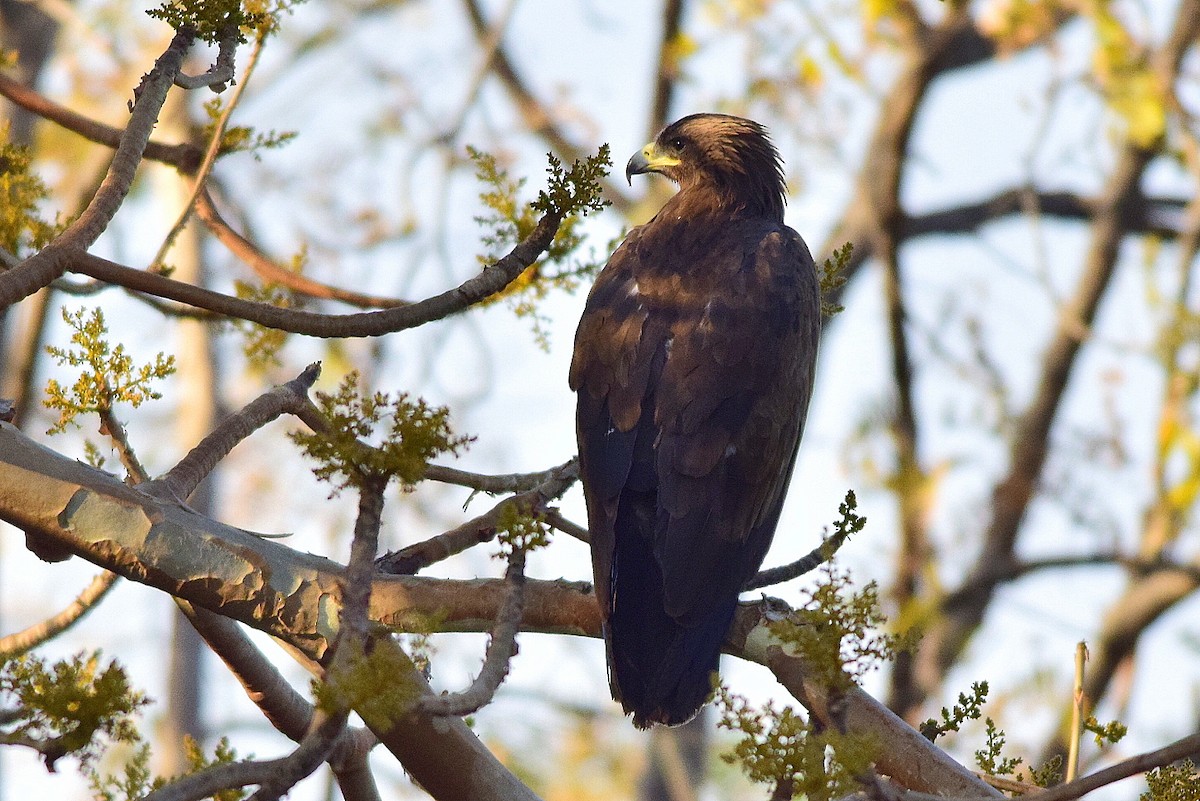 Greater Spotted Eagle - Mayur Patel