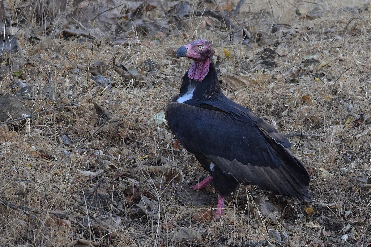 Red-headed Vulture - Mayur Patel